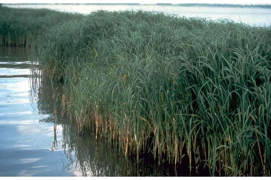 Image of Saltwater Cord Grass