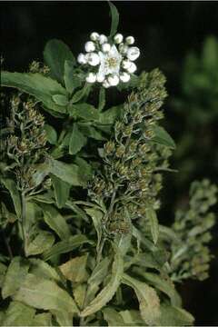 Image of white meadowsweet