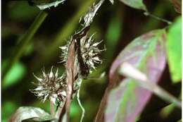 Image de Sparganium americanum Nutt.