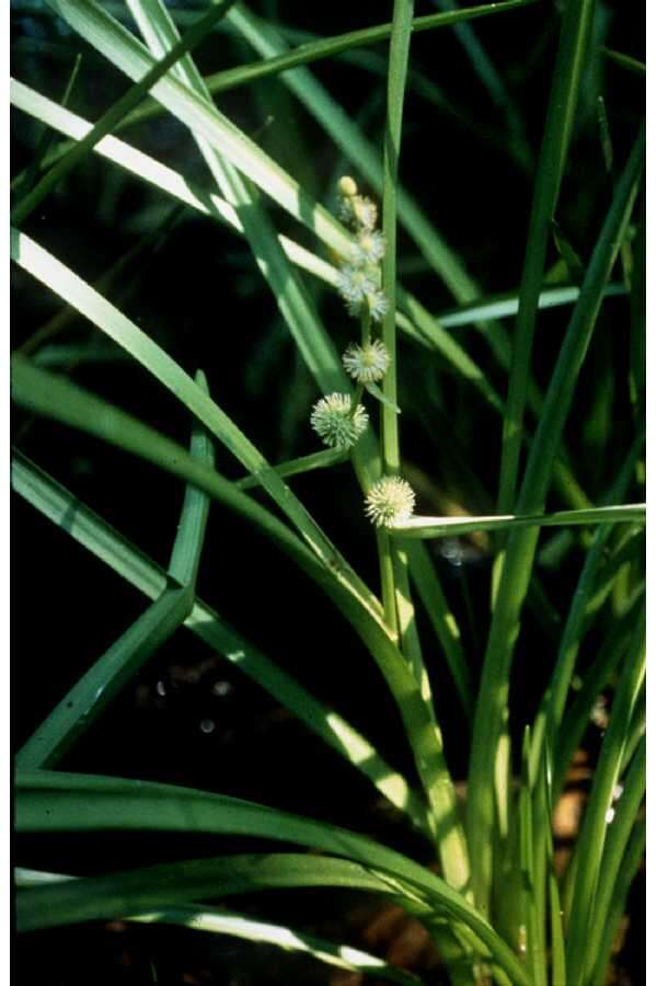 Image de Sparganium americanum Nutt.