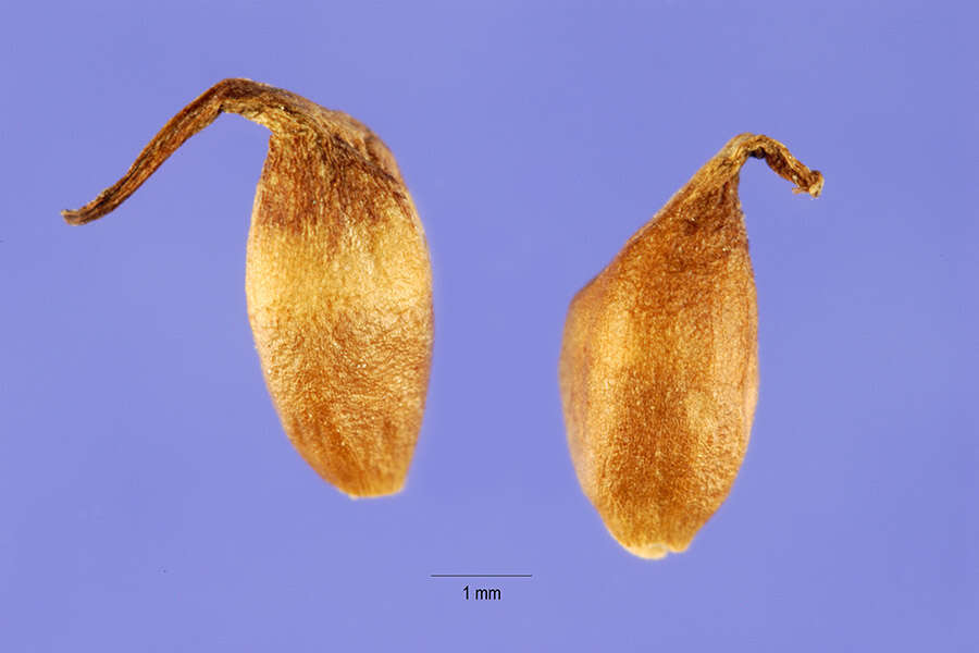 Image de Sparganium americanum Nutt.