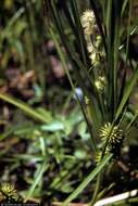 Image of Branched Burr-Reed