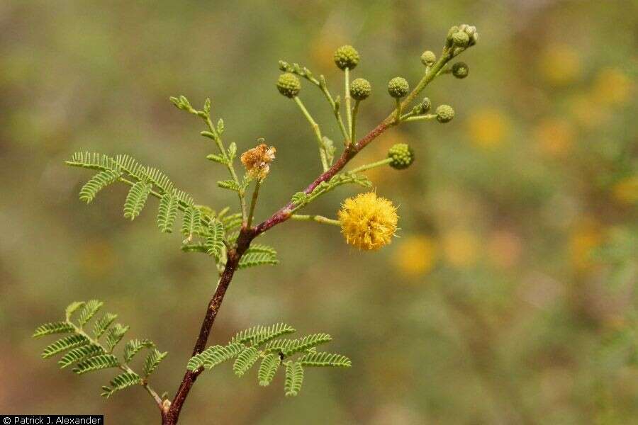 Image of catclaw acacia