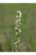 Image of Texas Ladies'-Tresses