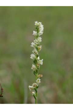 Spiranthes brevilabris Lindl. resmi