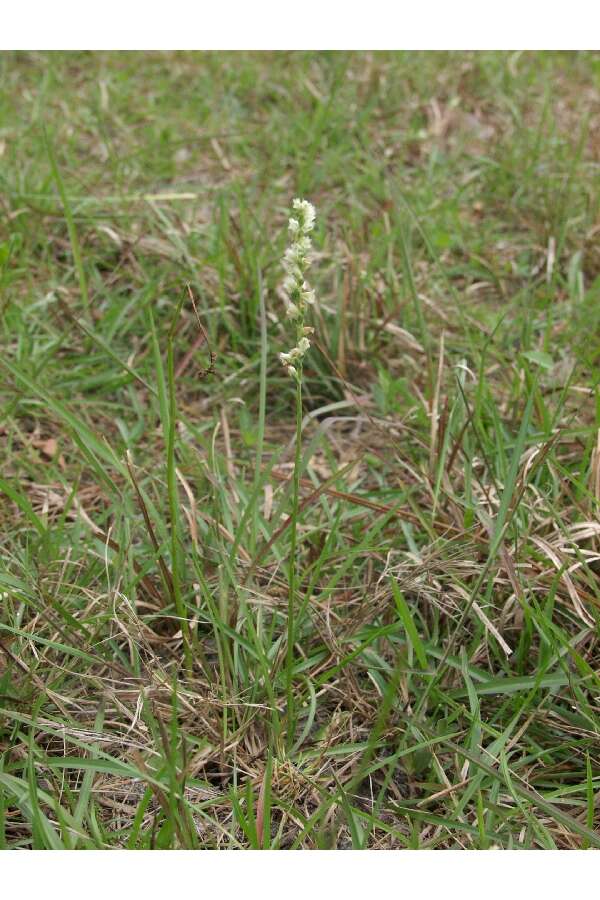 Image of Texas Ladies'-Tresses