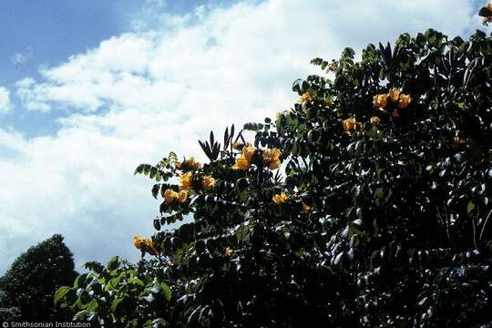 Image of African tulip tree