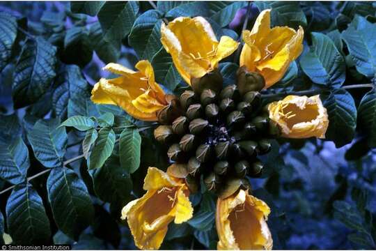 Image of African tulip tree