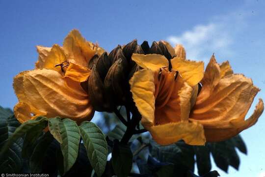 Image of African tulip tree