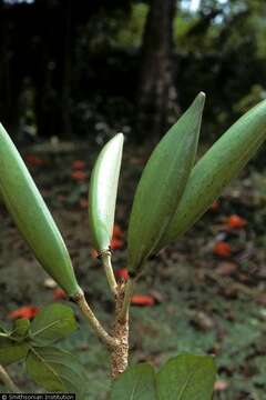 Image of African tulip tree