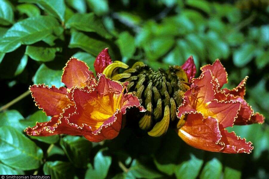 Image of African tulip tree