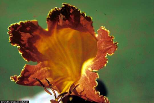 Image of African tulip tree