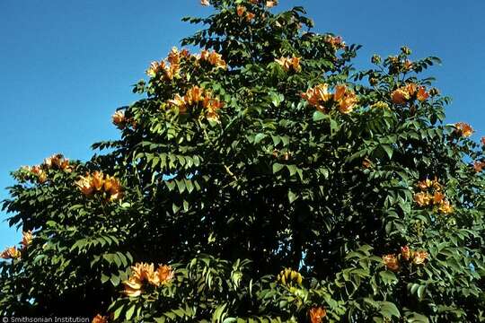 Image of African tulip tree