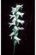 Image of Nodding lady's tresses