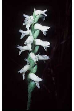 Image of Nodding lady's tresses