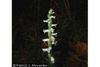 Image of Nodding lady's tresses