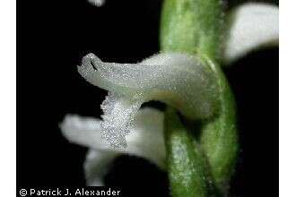 Image of Nodding lady's tresses