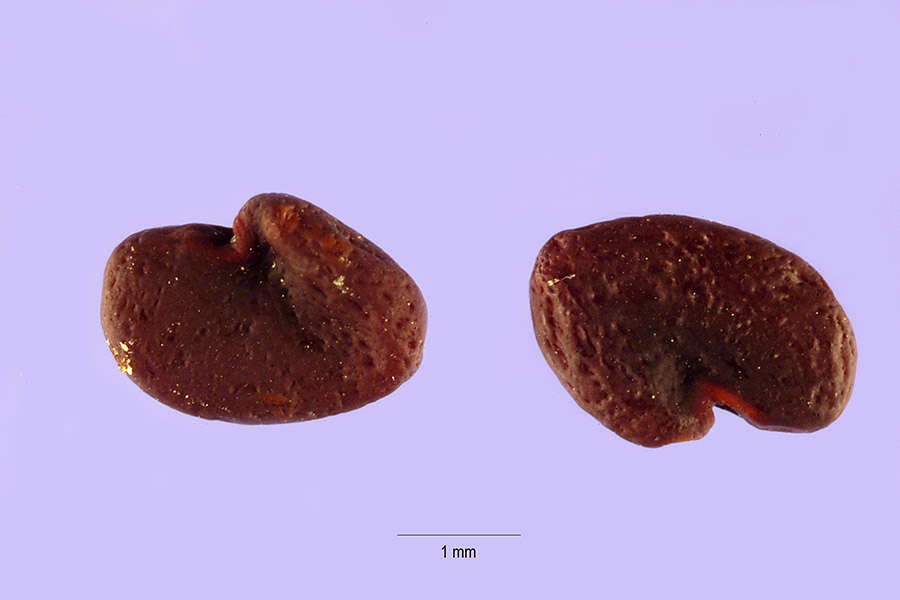 Sivun Astragalus purshii var. glareosus (Dougl.) Barneby kuva