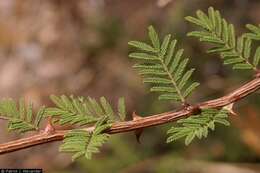 Image of catclaw acacia