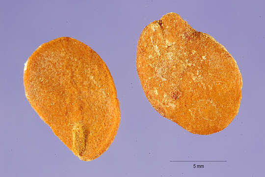 Image of Jewish plum