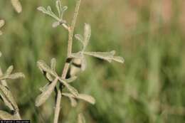 Image of juniper globemallow