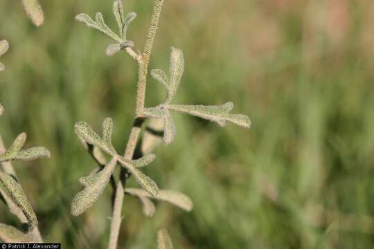 Imagem de Sphaeralcea digitata (Greene) Rydb.