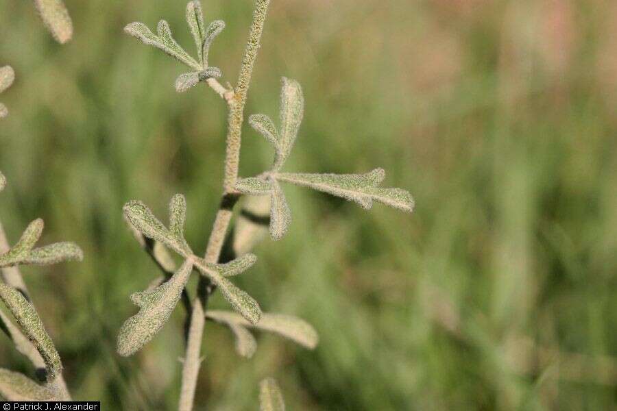 Sivun Sphaeralcea digitata (Greene) Rydb. kuva