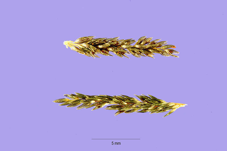 Image of elongate dropseed