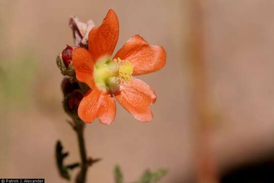 Imagem de Sphaeralcea fendleri A. Gray