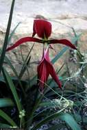 Image of Jacobean Lily