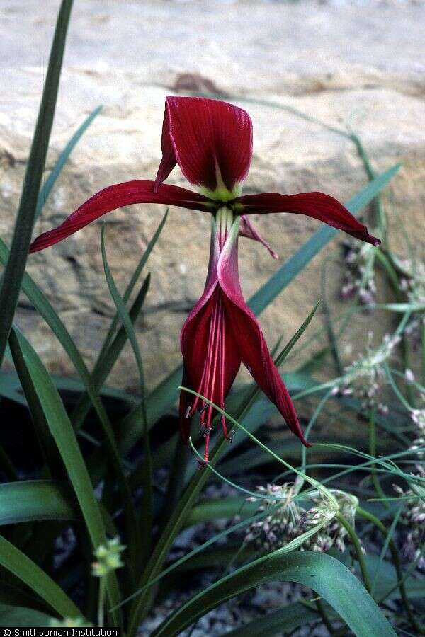 Image of Jacobean Lily