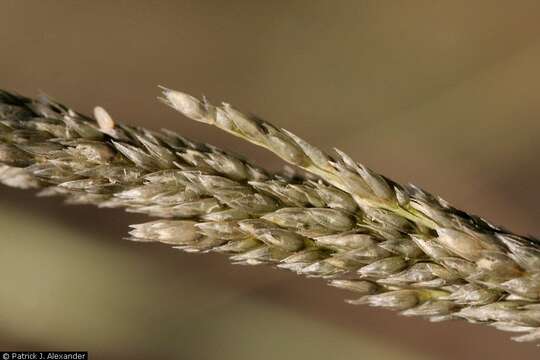 Image of Giant Dropseed