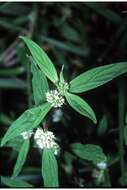 Image of Smooth False Buttonweed