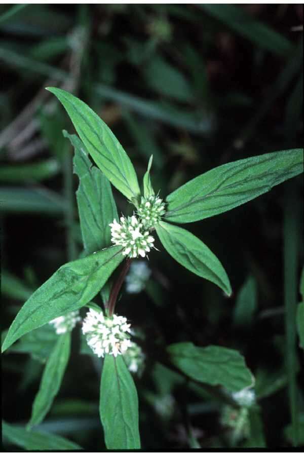 Image of Smooth False Buttonweed