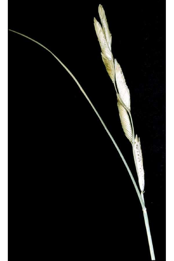 Image of Alkali Cord Grass