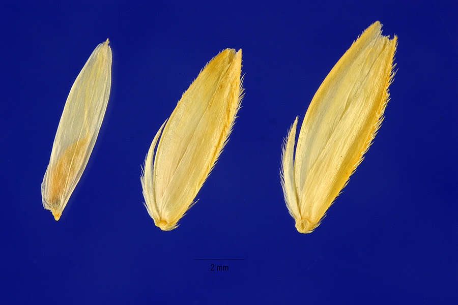 Image of Alkali Cord Grass