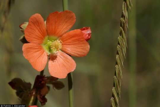 Image of gray globemallow