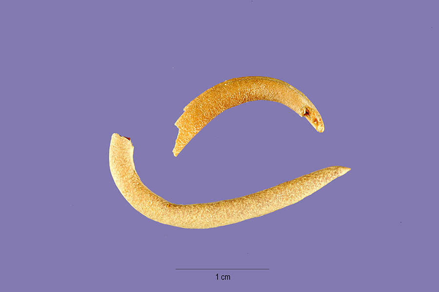 Imagem de Astragalus hamosus L.