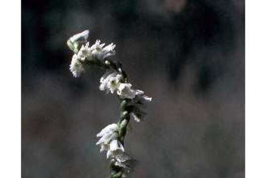 Image of northern slender lady's tresses