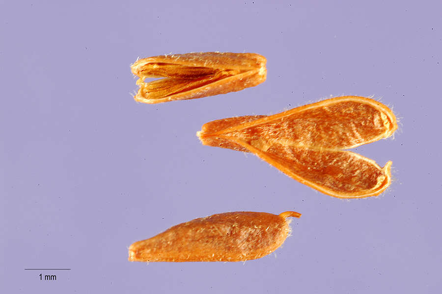 صورة Spiraea betulifolia var. lucida (Dougl. ex Greene) C. L. Hitchc.