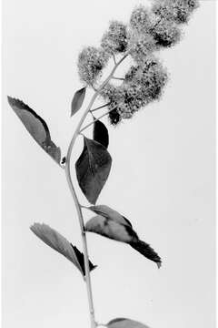 Image of Menzies' spirea