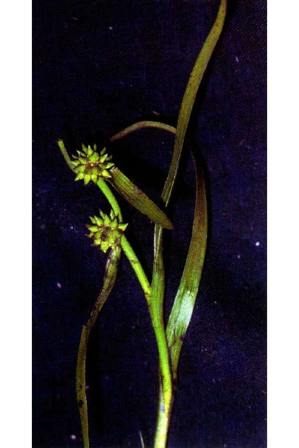 Image of Least Bur-reed