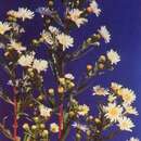 Plancia ëd Symphyotrichum lanceolatum (Willd.) G. L. Nesom subsp. hesperium (A. Gray) G. L. Nesom var. hesperium