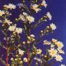 Image of white panicle aster