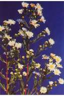 Image of white panicle aster