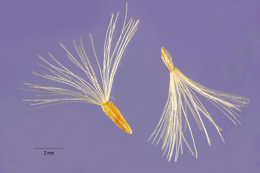 Image of white panicle aster