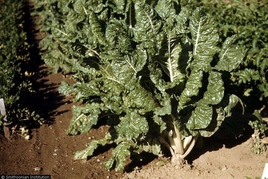 Image of spinach