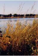 Image of Freshwater Cord Grass