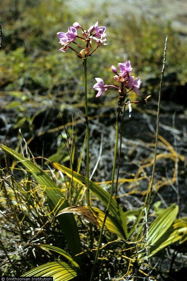 Sivun Spathoglottis plicata Blume kuva