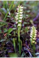 Image of hooded lady's tresses